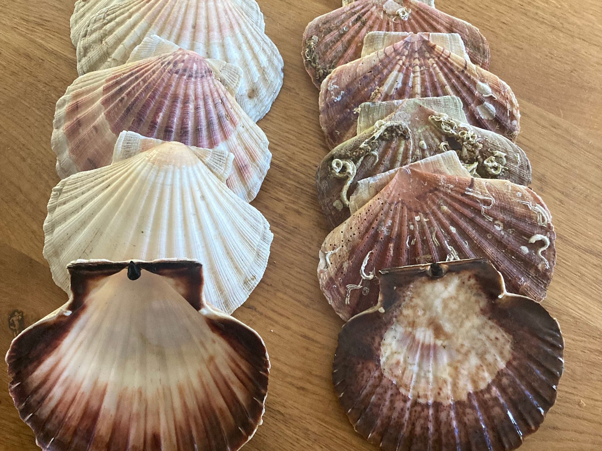 Verzameling schelpen - 10 stuks (decoratief)