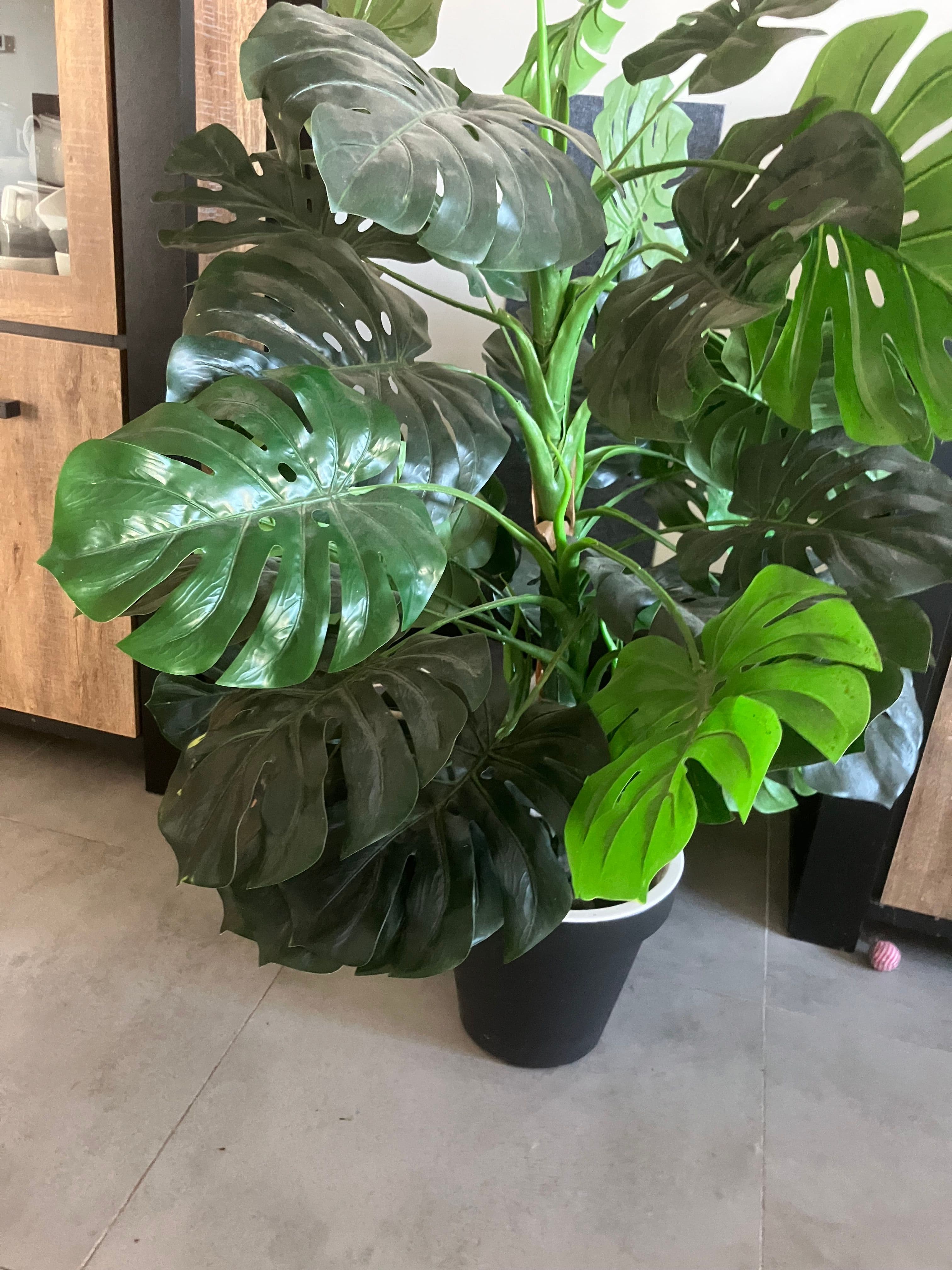 Zeer mooie kunst plant